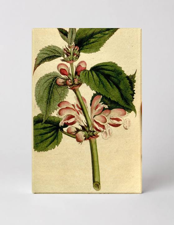 Curtis's Botanical Magazine, Plate 172