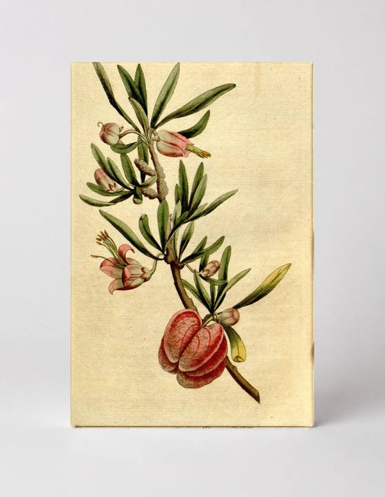 Curtis's Botanical Magazine, Plate 173