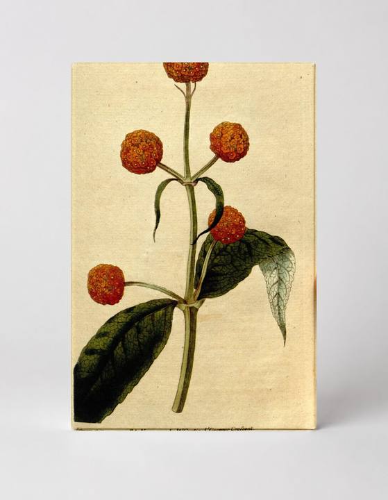 Curtis's Botanical Magazine, Plate 174