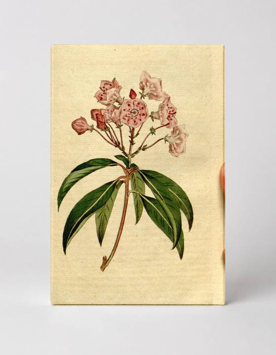 Botanical Magazine Plate 175 — Mountain Laurel (Kalmia latifolia)