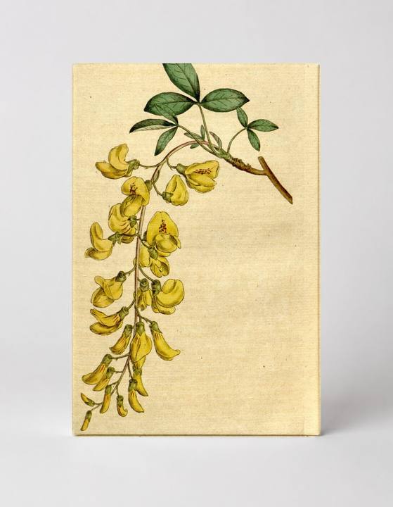 Laburnum anagyroides, Plate 176 (1792)