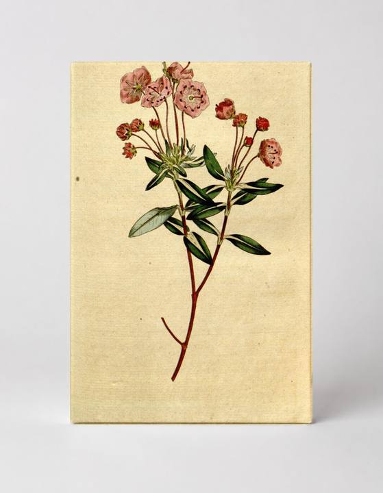 Curtis's Botanical Magazine, Plate 177