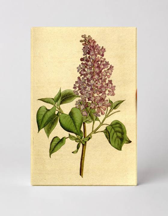 Botanical Magazine Plate 183 — Common Lilac (Syringa vulgaris)