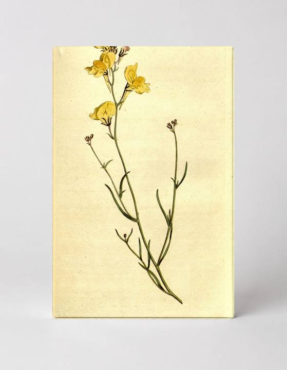 Botanical Magazine Plate 200 (1791)