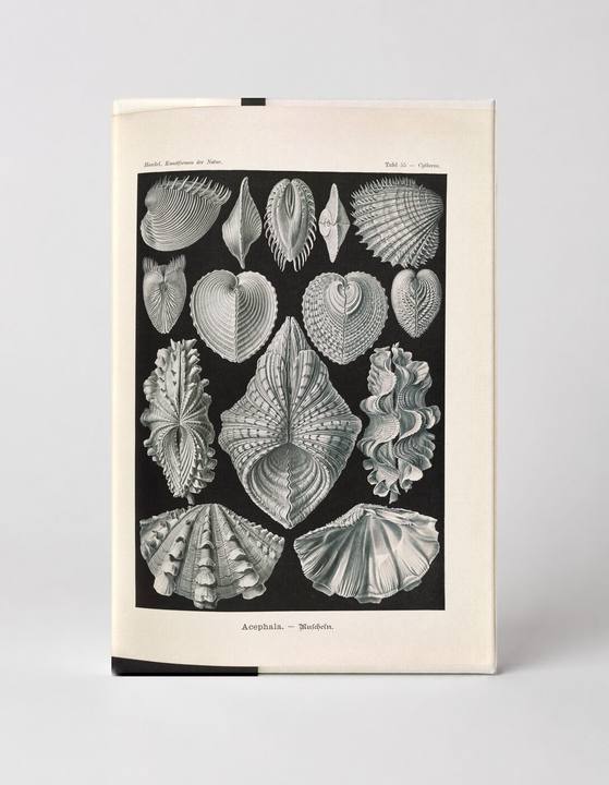 Acephala (Muscheln) — Plate 35, Kunstformen der Natur (1904)