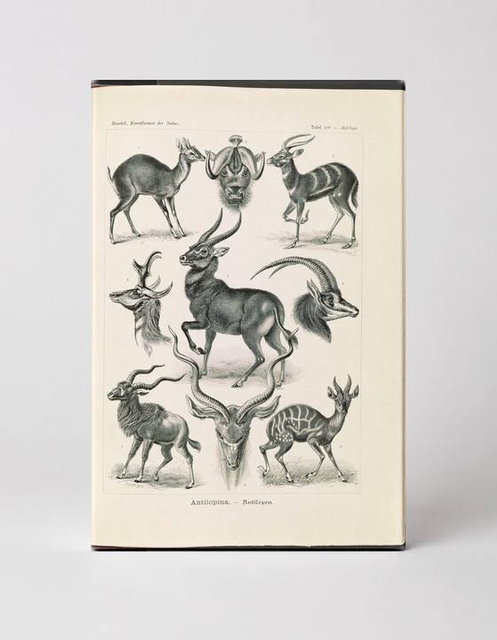 Antilopina. – Antilopen (Kunstformen der Natur, 1904)