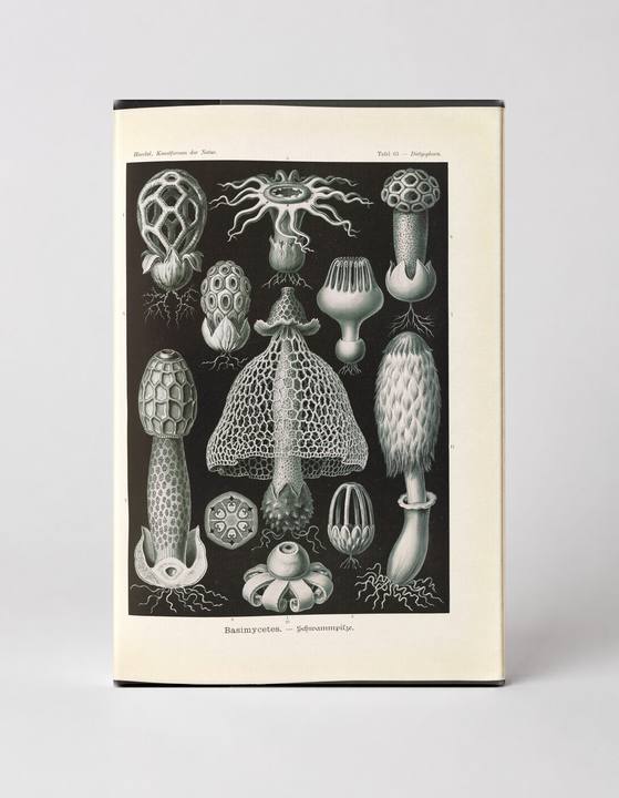 Basimycetes (Schwammpilze) — Kunstformen der Natur, Plate 101