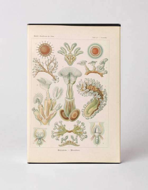Bryozoa. – Moostiere (1904)