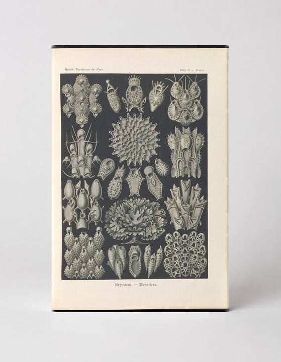Bryozoa — Moostiere (Plate III, Kunstformen der Natur, 1899)