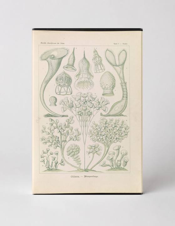 Ciliata – Wimperlinge (Plate 3, Kunstformen der Natur, 1899)