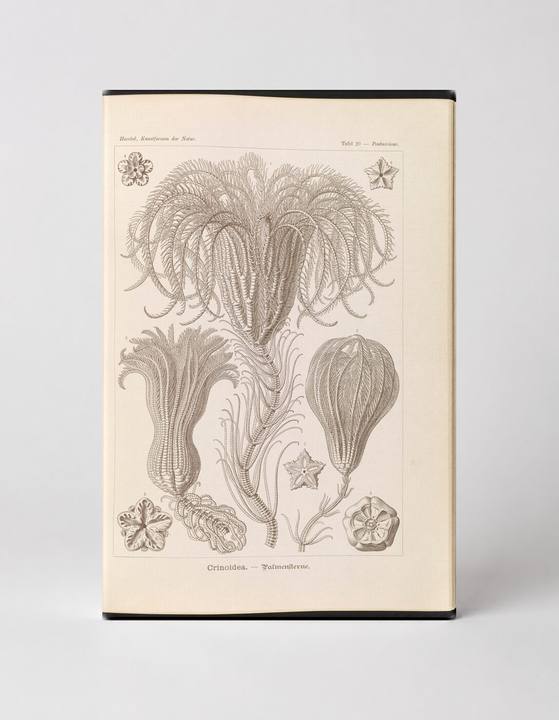 Crinoidea – Palmensterne (Kunstformen der Natur, Plate 25, 1904)