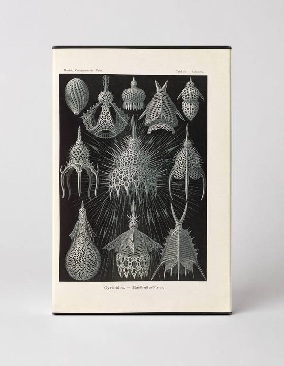 Cyrtoidea — Flaschenstrahlinge, Plate 31 (1904)