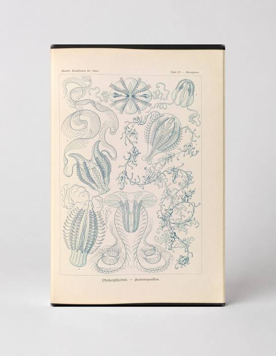 Ctenophorae (Comb Jellies), Plate 17 – Kunstformen der Natur (1904)