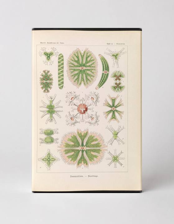 Desmidiea (Tafel 21, Kunstformen der Natur, 1904)