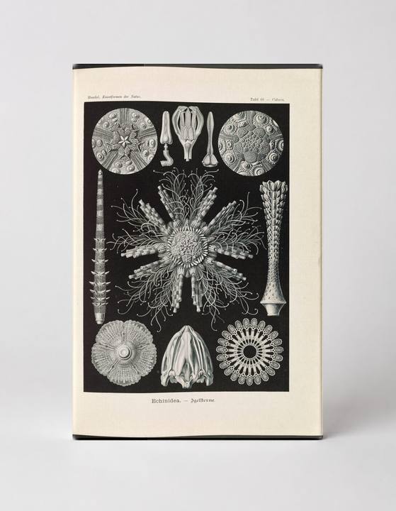 Echinidea — Igelsterne, Plate 10 (Kunstformen der Natur, 1899–1904)
