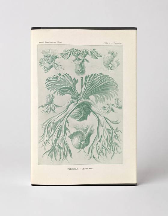 Filicinae – Laubfarne (Plate 12, Kunstformen der Natur, 1904)