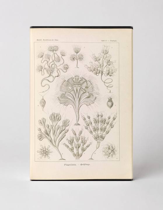 Flagellata (Plate 13, Kunstformen der Natur, 1904)