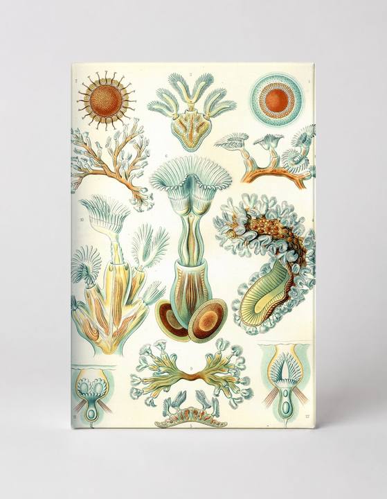 Bryozoa (1904)