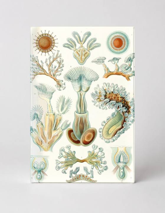 Bryozoa (1904)