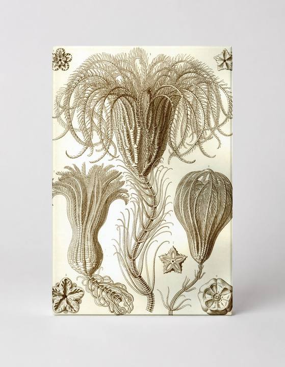 Crinoidea (1904)
