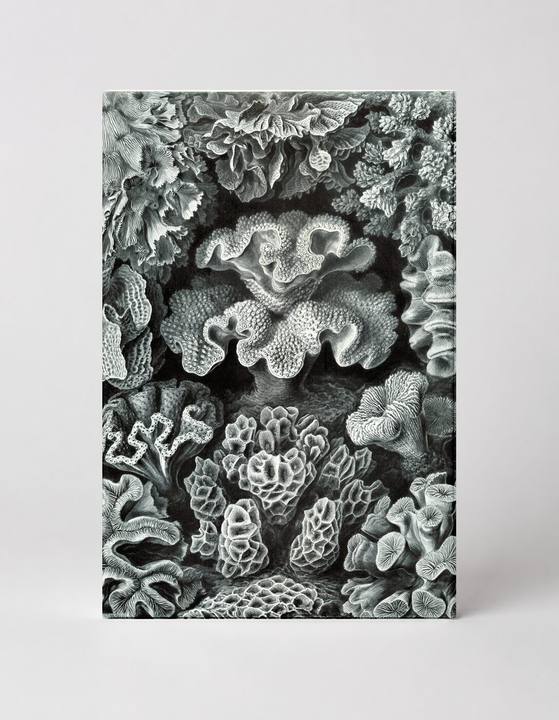 Hexacoralla, Plate 69 (1904)