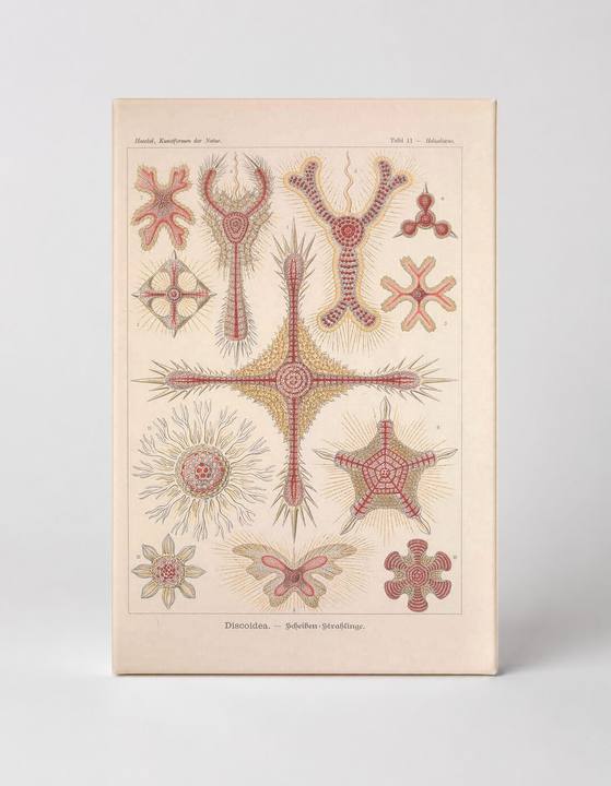 Kunstformen der Natur – Tafel 11: Discoideae (1904)