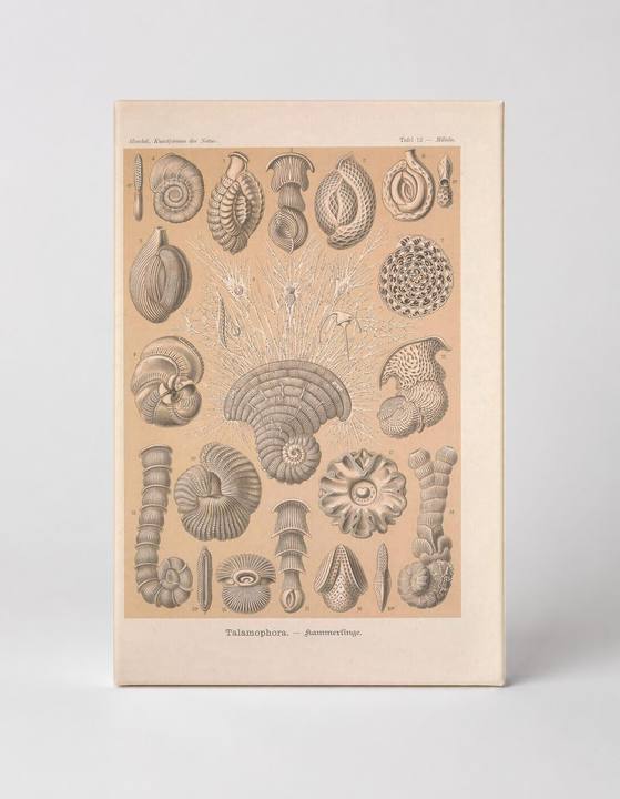 Kunstformen der Natur — Tafel 12: Talamophora (1904)