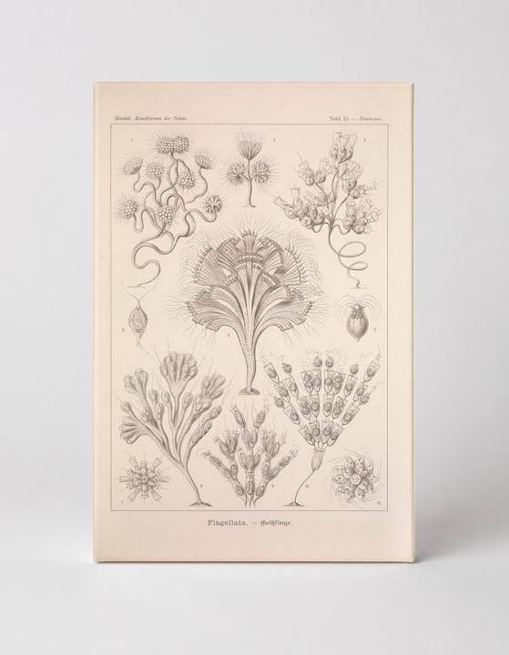 Kunstformen der Natur, Tafel 13 – Flagellata (1904)
