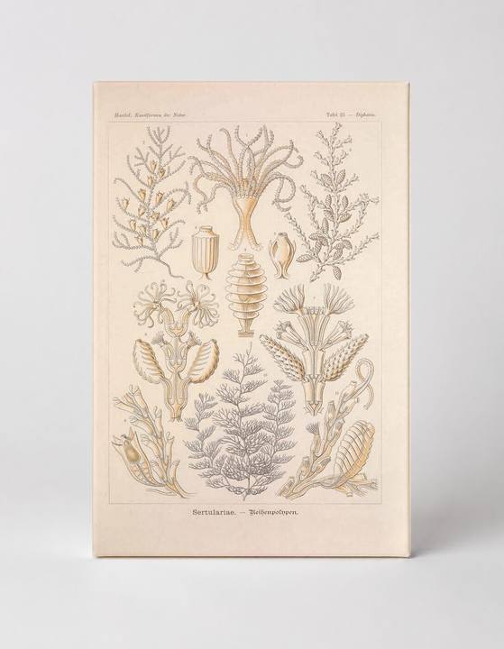 Kunstformen der Natur, Tafel 25 — Sertulariae (1904)