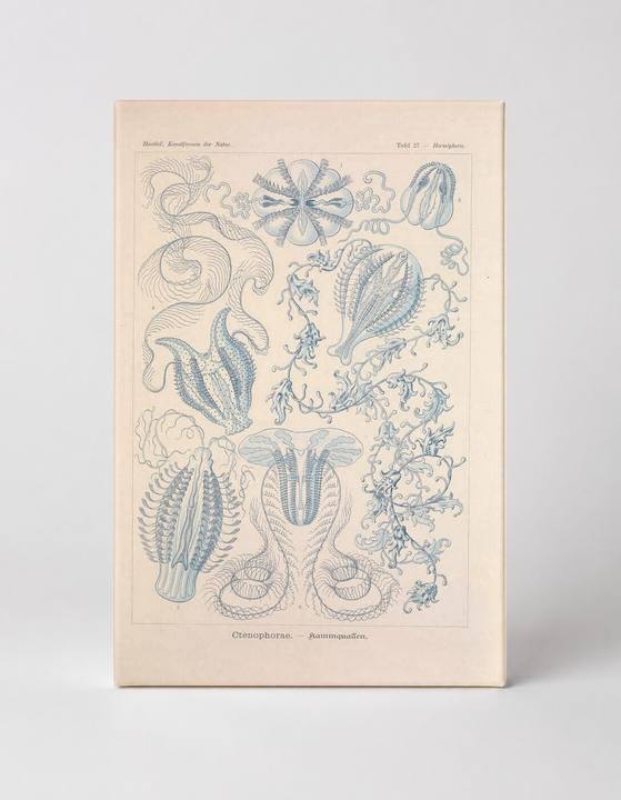 Kunstformen der Natur – Ctenophorae (Tafel 27, 1904)