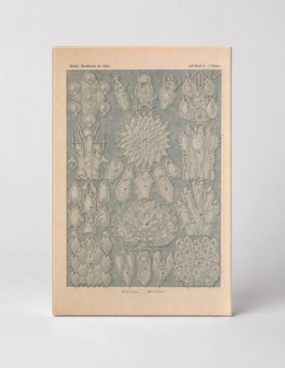 Kunstformen der Natur, Tafel 33 — Bryozoa (1904)