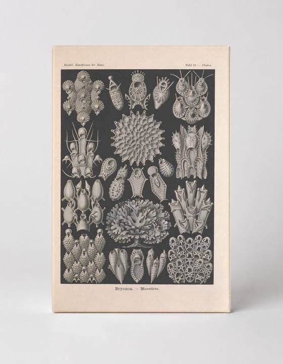 Kunstformen der Natur, Tafel 33 – Bryozoa (1904)