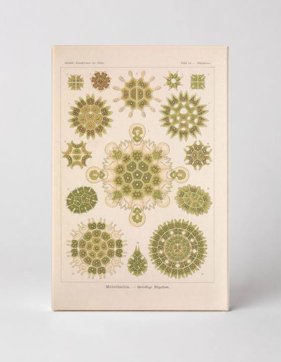 Kunstformen der Natur, Tafel 34 – Melethallia (1904)