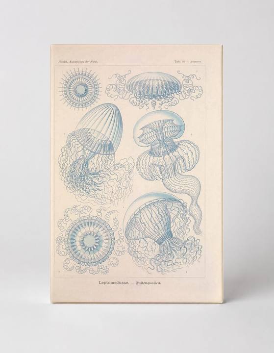 Kunstformen der Natur – Tafel 36: Leptomedusae (1904)