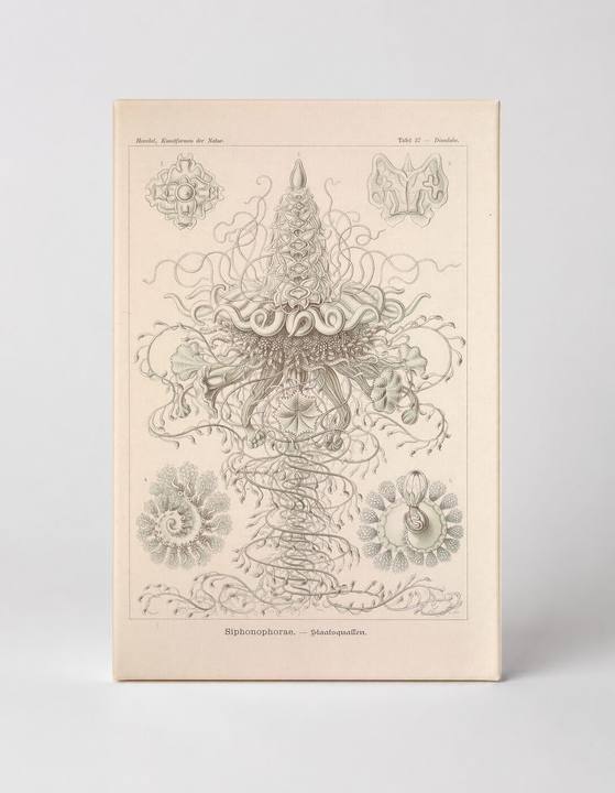 Kunstformen der Natur, Tafel 37 – Siphonophorae (1904)