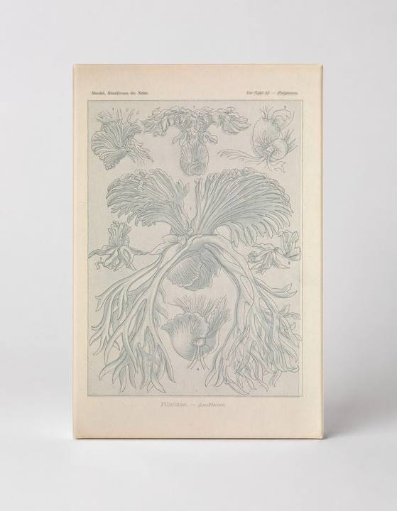Kunstformen der Natur, Tafel 52 – Nudibranchia (1904)