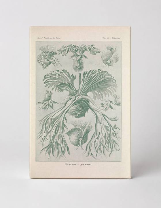 Kunstformen der Natur, Tafel 52 – Filicinae (1904)