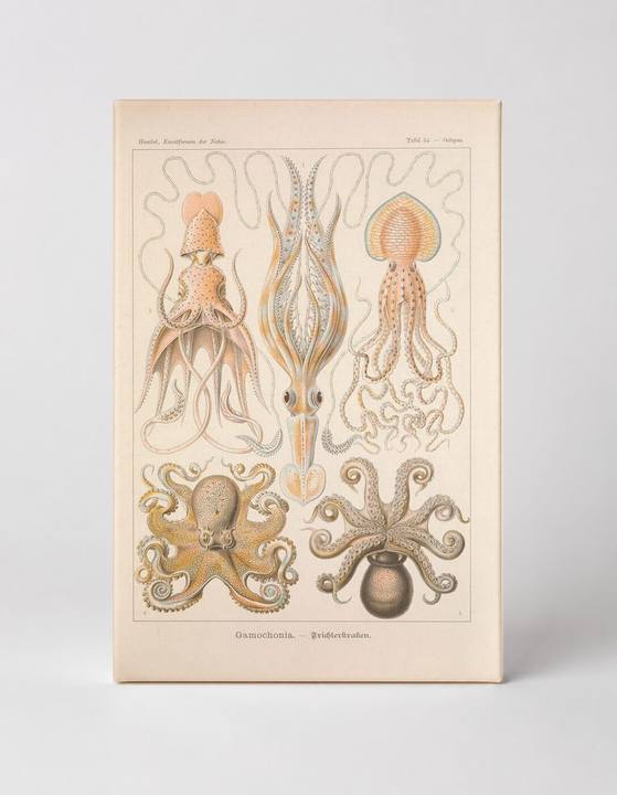 Kunstformen der Natur, Tafel 54 – Gamochonia (1904)