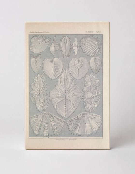 Kunstformen der Natur, Tafel 55 – Acephala (Bivalves) (1904)