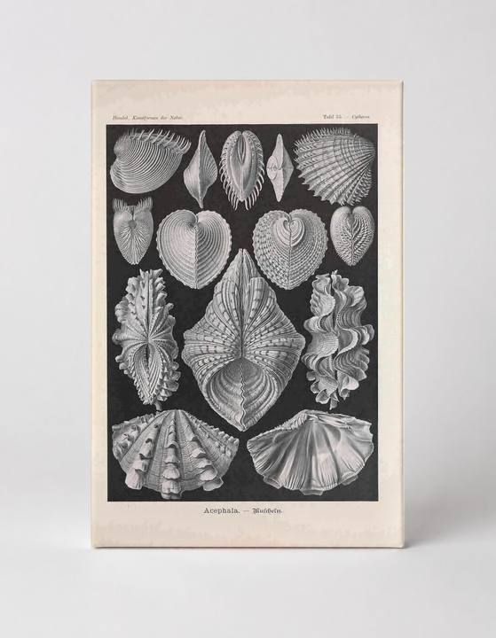 Kunstformen der Natur, Tafel 55 – Acephala (1904)
