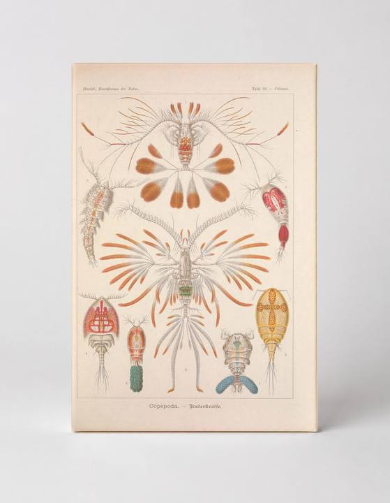 Kunstformen der Natur, Tafel 56 – Copepoda (1904)