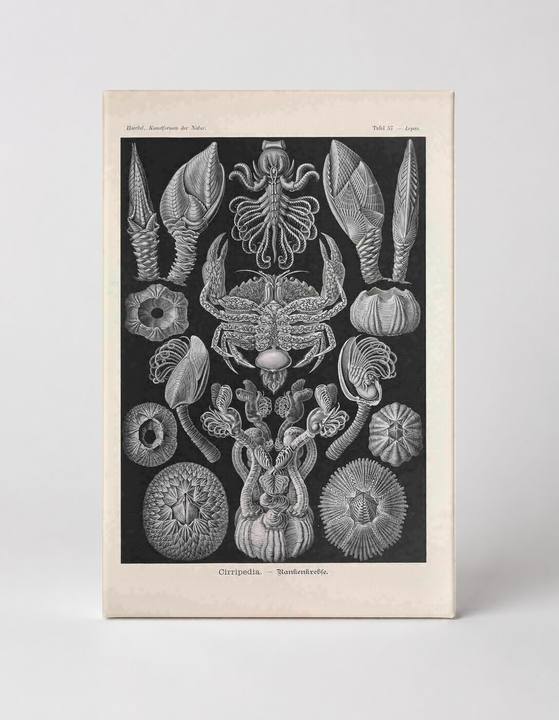 Kunstformen der Natur, Tafel 57 – Cirripedia (1904)