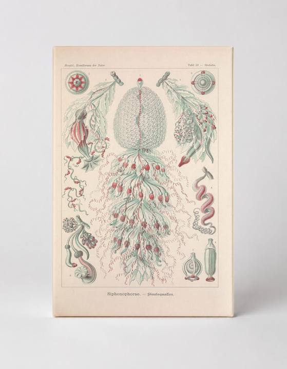 Kunstformen der Natur, Tafel 59 – Siphonophorae (1904)
