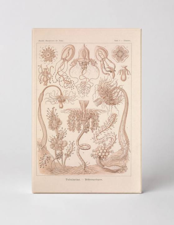 Kunstformen der Natur, Tafel 6 — Tubulariae (1904)