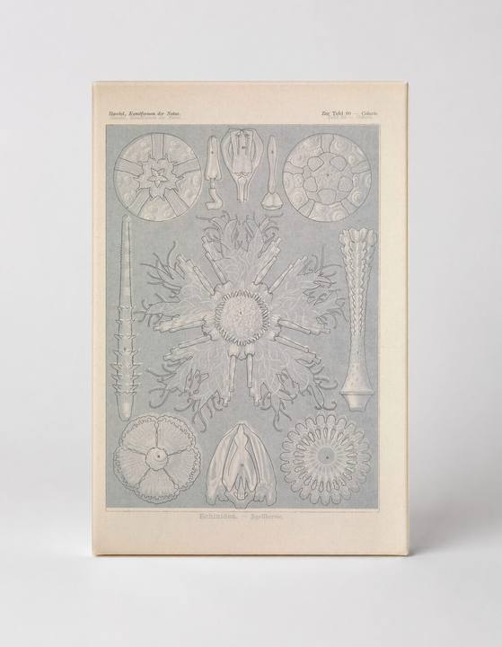 Kunstformen der Natur, Tafel 60 – Calcispongiae (1904)