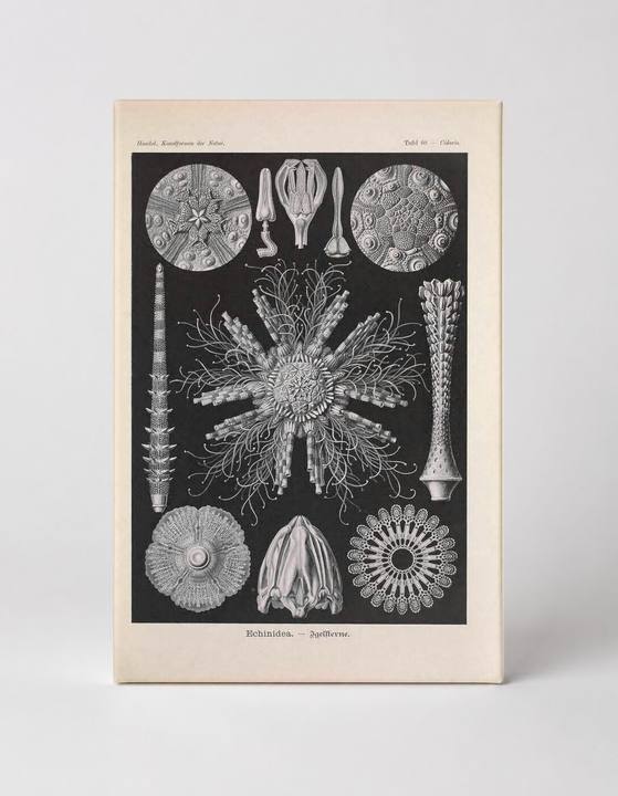 Kunstformen der Natur – Tafel 60: Echinidea (1904)