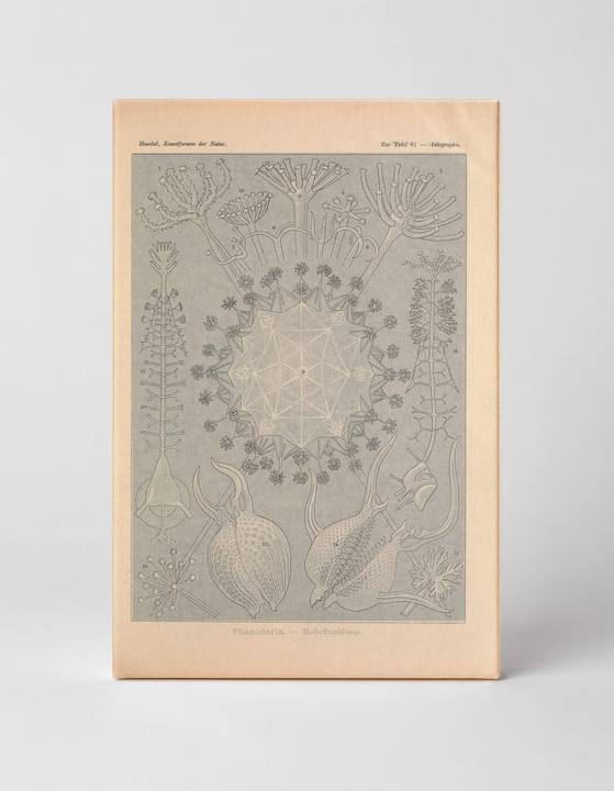 Kunstformen der Natur, Tafel 61 — Phaeodaria (1904)