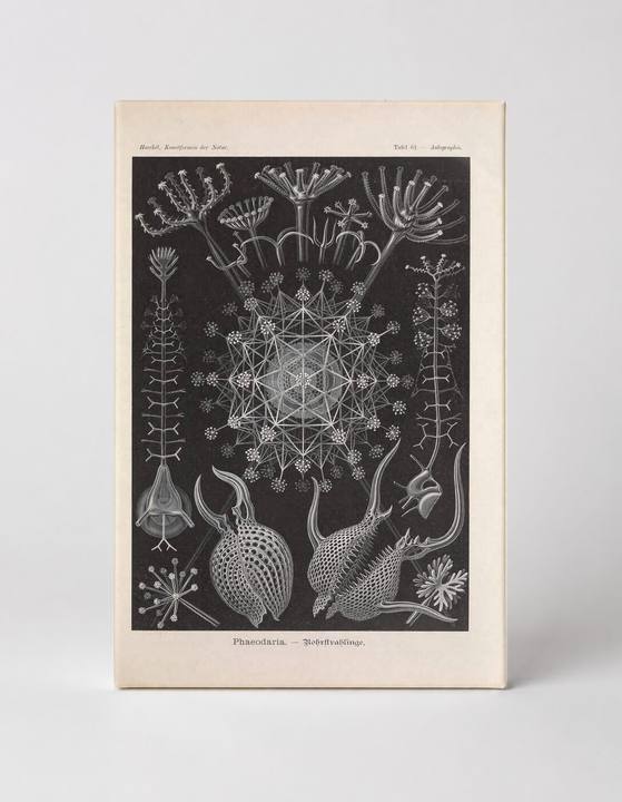 Kunstformen der Natur, Tafel 61 — Phaeodaria (1904)