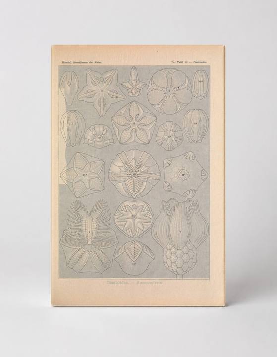 Kunstformen der Natur, Tafel 80 – Asteroidea (1904)