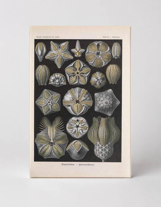 Kunstformen der Natur, Tafel 80 — Blastoidea (1904)